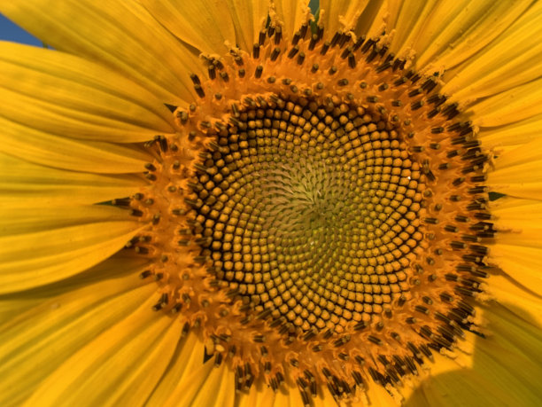 向日葵盛开与美丽的天空背景和山脉特写镜头图片下载