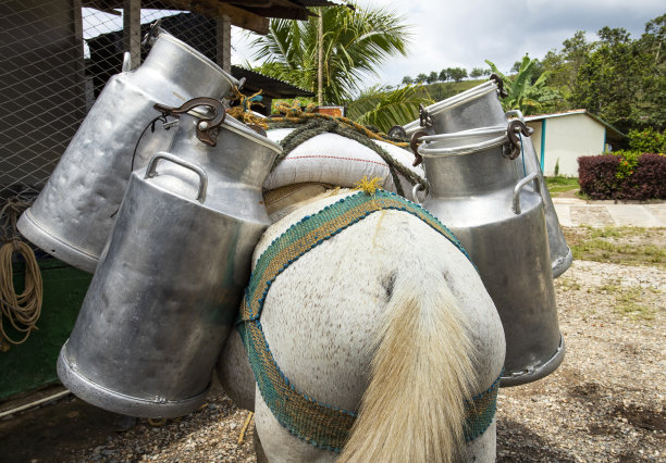 哥伦比亚农民的传统运输方式——马和罐装生牛奶图片下载