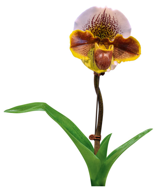 花的颜色有棕色、黄色和白色。兜兰一种兜兰属的兰花图片下载