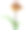 花的颜色有棕色、黄色和白色。兜兰一种兜兰属的兰花图片下载