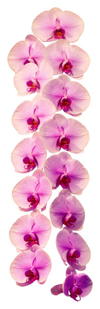 花的颜色有粉红色、黄色和白色。蝴蝶兰一种蝴蝶兰属的兰花图片下载