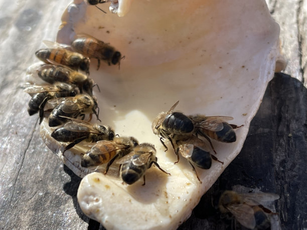 蜜蜂排队喝水图片下载