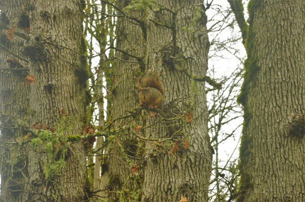 松鼠从树枝上往下看图片下载