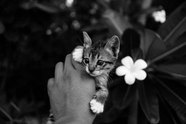 可爱的流浪猫图片下载