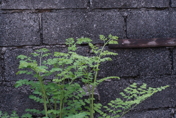 辣木生长在后院图片下载