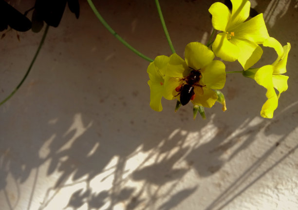 蜜蜂在黄花上的图片图片下载