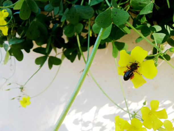 蜜蜂在黄花上的图片图片下载