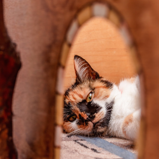 猫妈妈在她的猫屋里喂宝宝，但照片中的小猫在墙后面是看不见的。图片下载