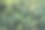 一片树叶的图像，大自然的概念照片图片下载