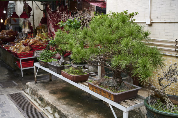 香港的盆景图片下载