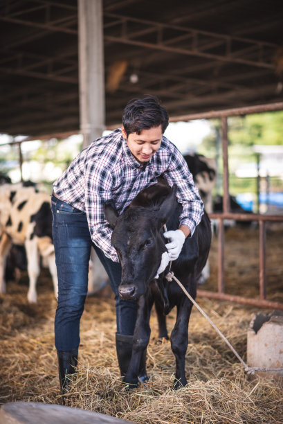 亚洲年轻聪明的农民在奶牛场工作，新一代农民在智能农场工作，畜牧业和农业生活方式。图片下载