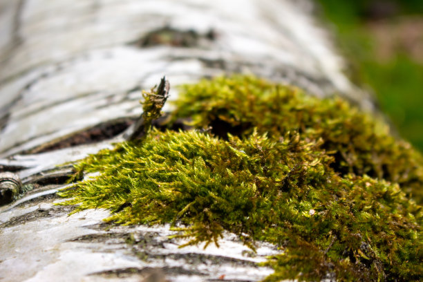 森林里长满青苔的白桦树图片下载