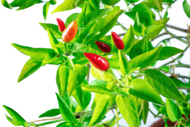 有机红辣椒在植物上，绿色叶子在白色背景上图片下载