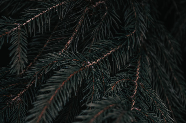 深绿色树枝接近森林背景图片下载