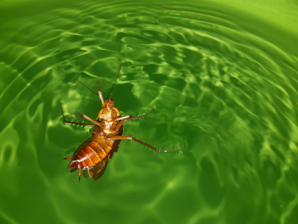 游泳蟑螂图片下载