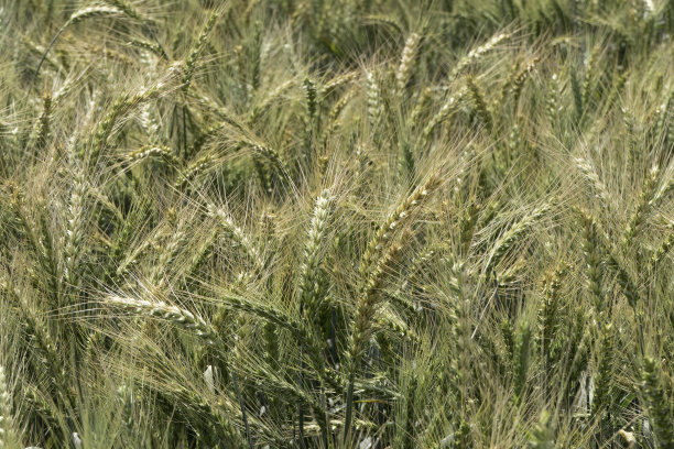 农业田野上成熟的黑麦穗，选择性聚焦图片下载
