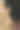 好奇的红狐狸靠在森林里的一棵树上图片下载