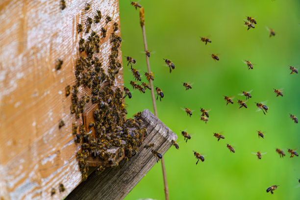 许多蜜蜂回到蜂箱，带着采集到的花蜜和花粉进入蜂箱。图片下载