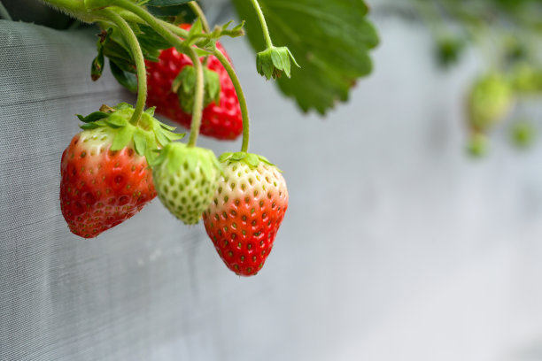 近距离日本草莓在种子盘种植。现代农业种植方法室内农场。图片下载