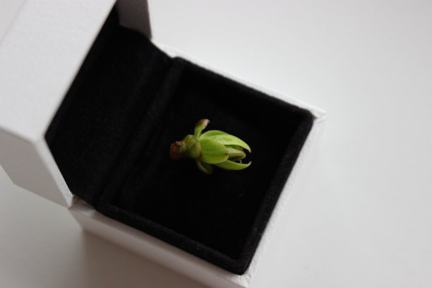 首饰盒里的树芽和刚刚绽放的叶子。概念照片为说明价值的自然图片下载