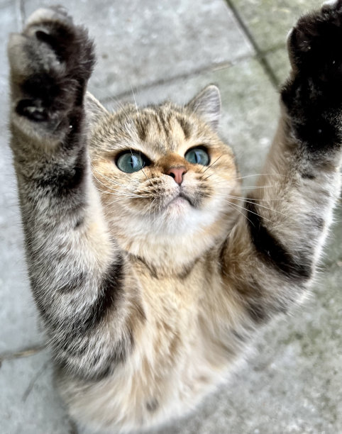 小猫向镜头伸展图片下载