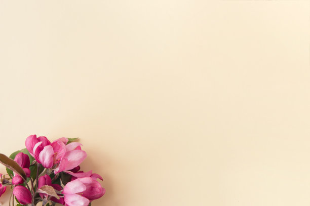 母亲节快乐，妇女节或生日背景色彩柔和。花卉平铺极简主义贺卡。模型。美丽的自然花朵，朴素的背景。图片下载