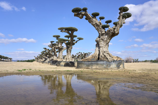 装饰老橄榄树图片下载