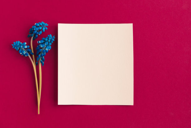 母亲节快乐，妇女节或生日背景色彩柔和。花卉平铺极简主义贺卡。模型。美丽的自然花朵，朴素的背景。图片下载