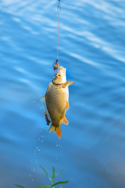 鱼钩上的鱼。有选择性的重点。图片下载