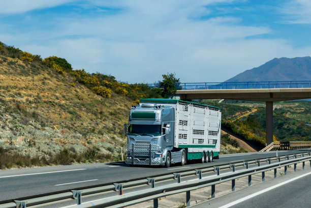 专门用于运输牛的半挂车，在高速公路上流通。图片下载