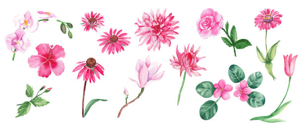 粉红色的大水彩画。野生的，异国情调的，花园，树，家里的花，草药。手绘植物插图孤立的白色背景。植物收集。图片下载