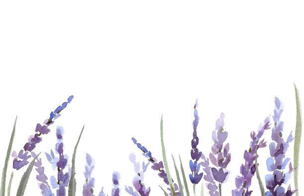 用薰衣草花和叶子做成的边框。图片下载