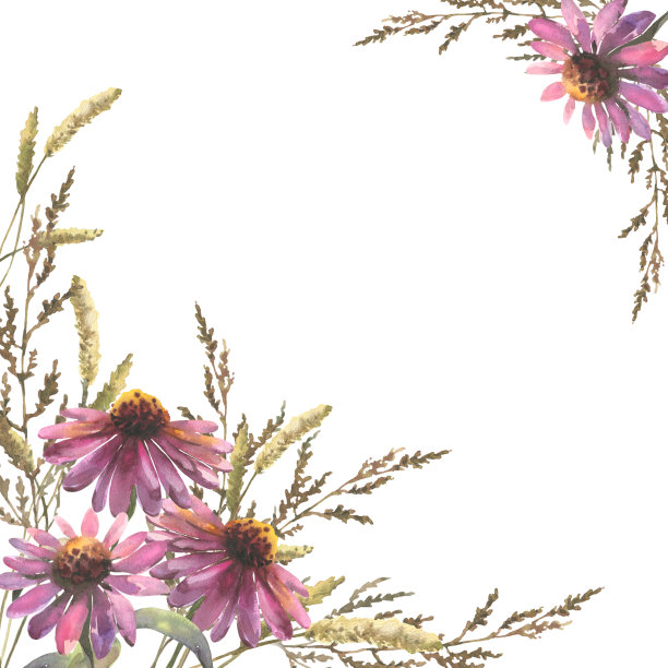 邀请函模板，明信片。水彩画组成紫锥菊花和田野草本植物，空白的文字图片下载
