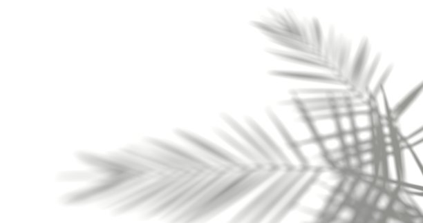 椰子树树枝阴影，白色背景上的剪影，黑白背景，抽象，3d渲染图片下载