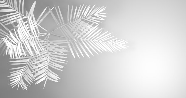 椰子树树枝阴影，白色背景上的剪影，黑白背景，抽象，3d渲染图片下载