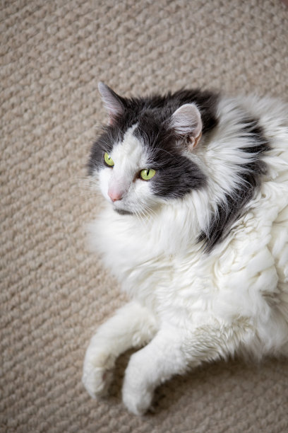 超重的毛绒绒猫图片下载