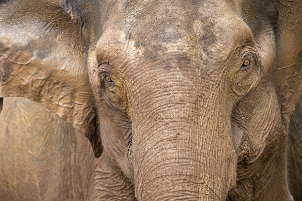 一头年轻的泥象的肖像图片下载