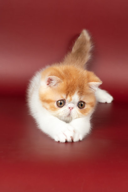 小美丽的红色猫咪在工作室的勃艮第背景异国情调。图片下载