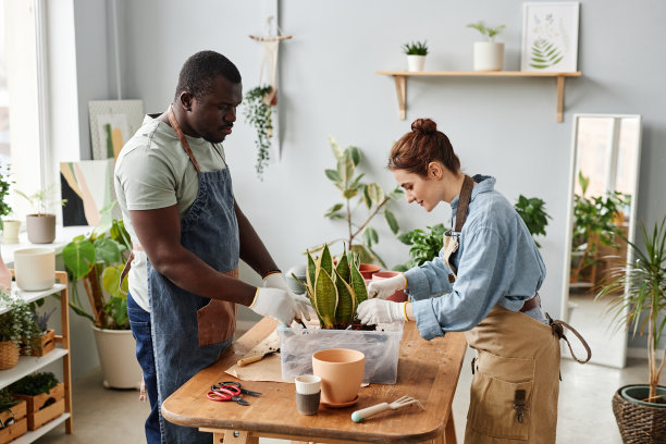 侧视图两个园丁重新盆栽奇异的蛇植物在舒适图片下载
