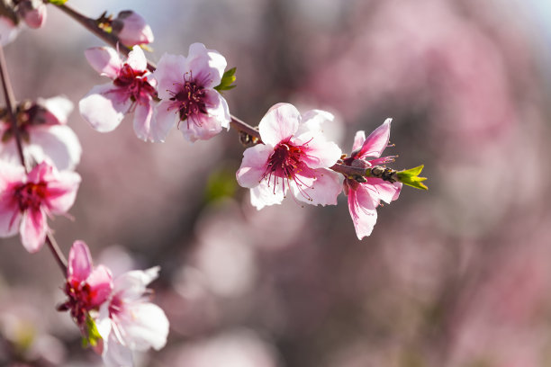 以色列戈兰高地春天桃园特写：盛开的桃花图片下载