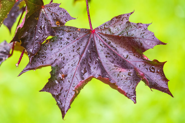 枫树，挪威枫，新鲜湿润的枫叶与夏季公园或森林的雨滴。自然的绿色背景。图片下载
