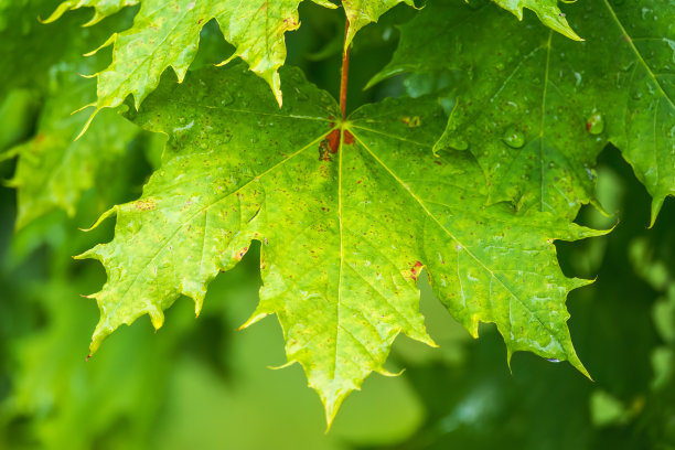 雨后，枫叶的树枝上挂满了水滴图片下载