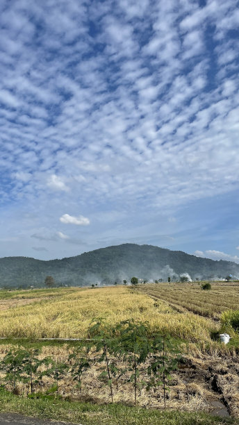 印度尼西亚的稻田景观图片下载