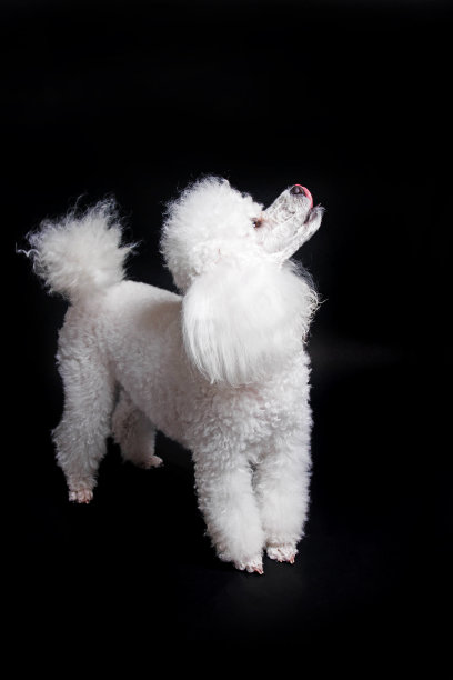 工作室拍摄的白色迷你狮子狗在黑色背景图片下载