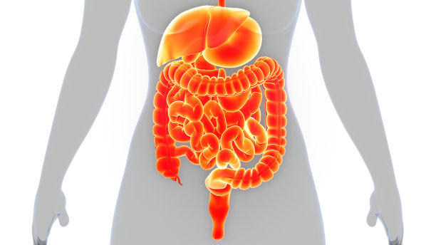 人体消化系统解剖图片下载