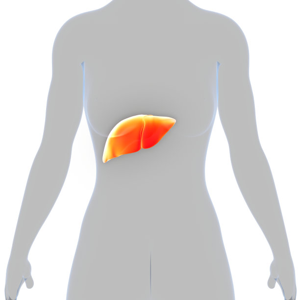 人体内部消化器官肝脏解剖学图片下载
