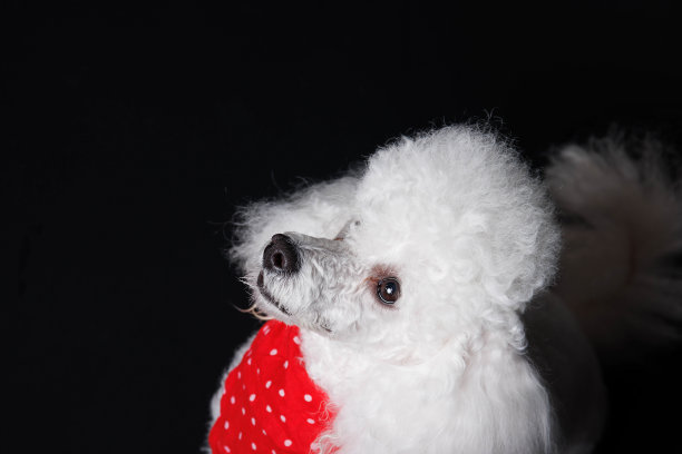 工作室拍摄的白色迷你狮子狗在黑色背景图片下载