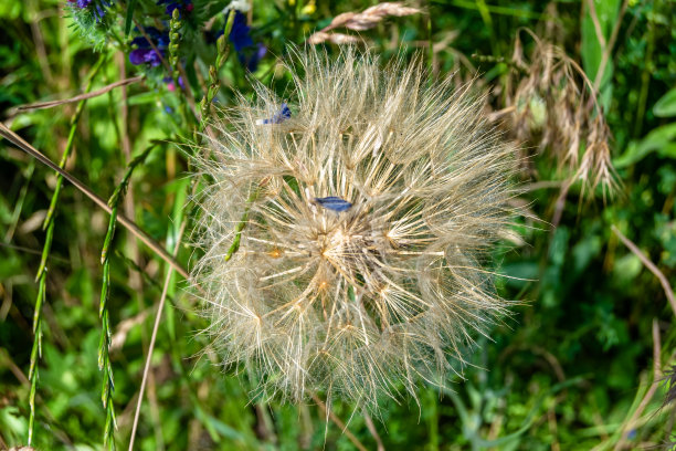 美丽的野生生长蒲公英的花籽背景草地图片下载