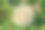 美丽的野生生长蒲公英的花籽背景草地图片下载