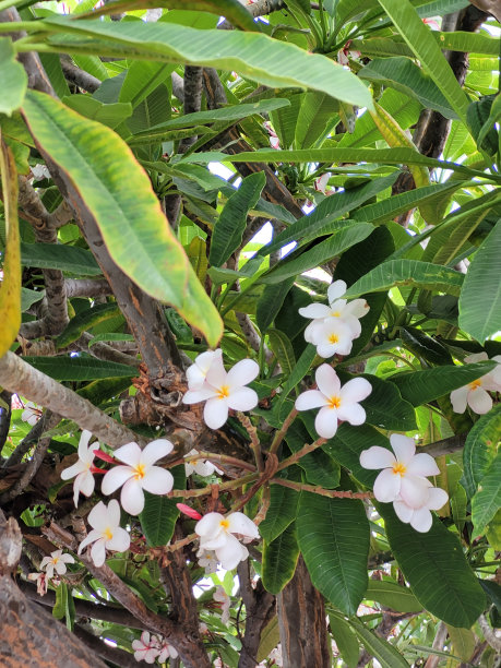 洛杉矶之花图片下载